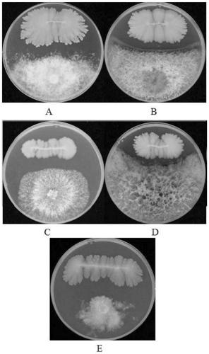 Banana endophytic bacillus velezensis strain and application thereof