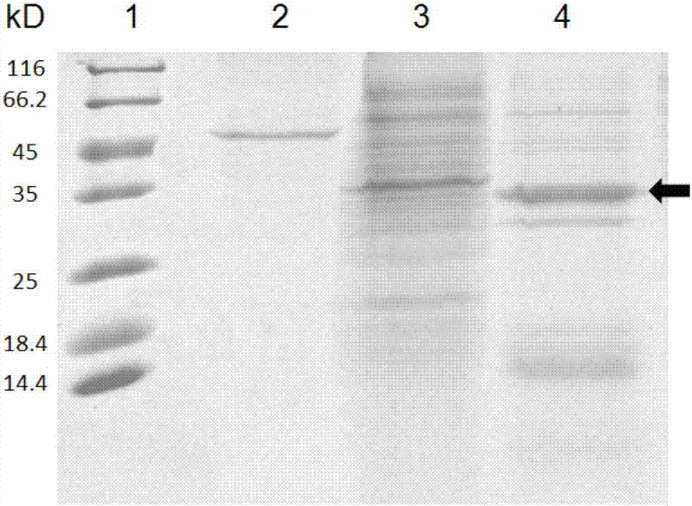 Jatropha curcas L. ribosome-inactivating protein and separation and purification method and application thereof