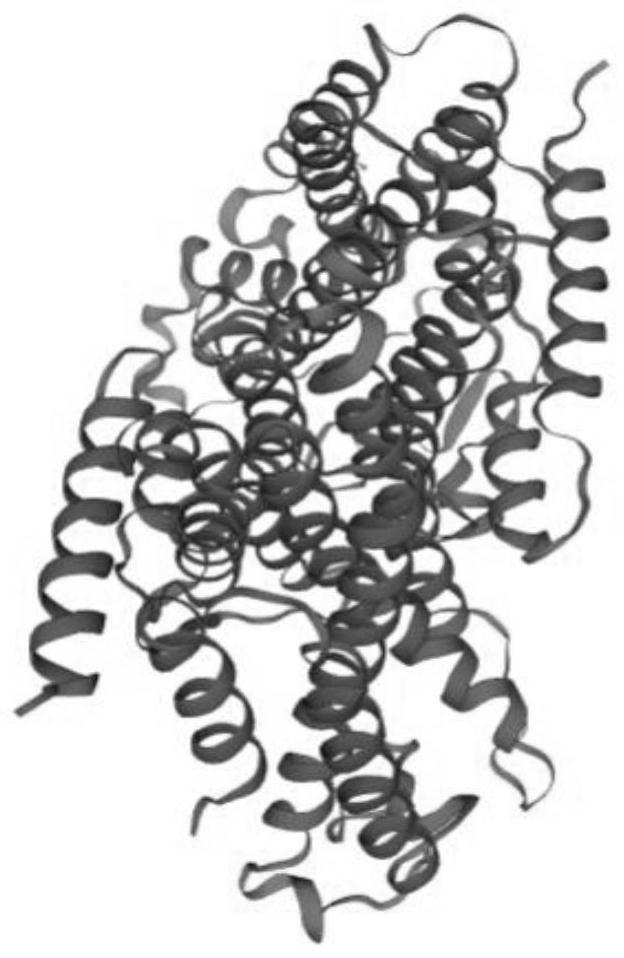 A kind of geranyl pyrophosphate synthase gene and its application from Fujian Aureus aureus