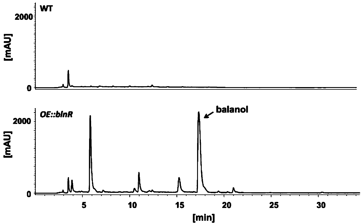 Biosynthesis method of compound balanol and gene cluster thereof
