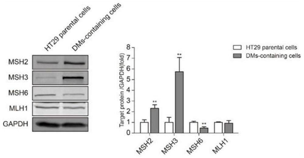 Application of msh3 protein inhibitor in the preparation of drugs for reversing drug resistance of mtx drug-resistant tumor cells