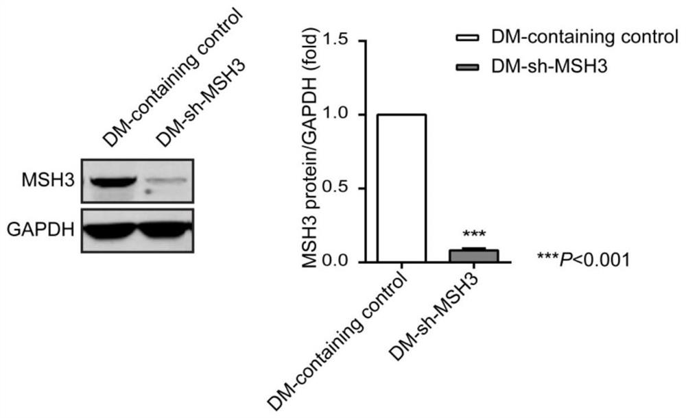 Application of msh3 protein inhibitor in the preparation of drugs for reversing drug resistance of mtx drug-resistant tumor cells