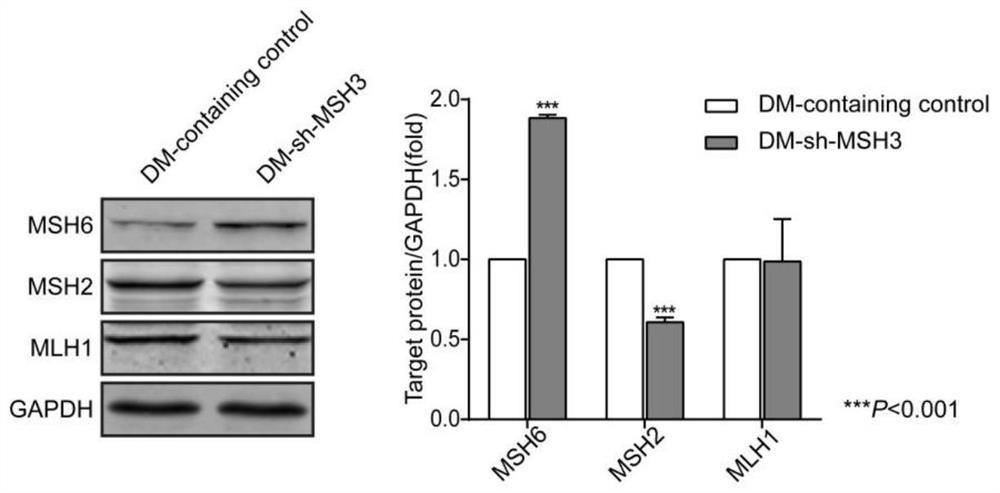 Application of msh3 protein inhibitor in the preparation of drugs for reversing drug resistance of mtx drug-resistant tumor cells