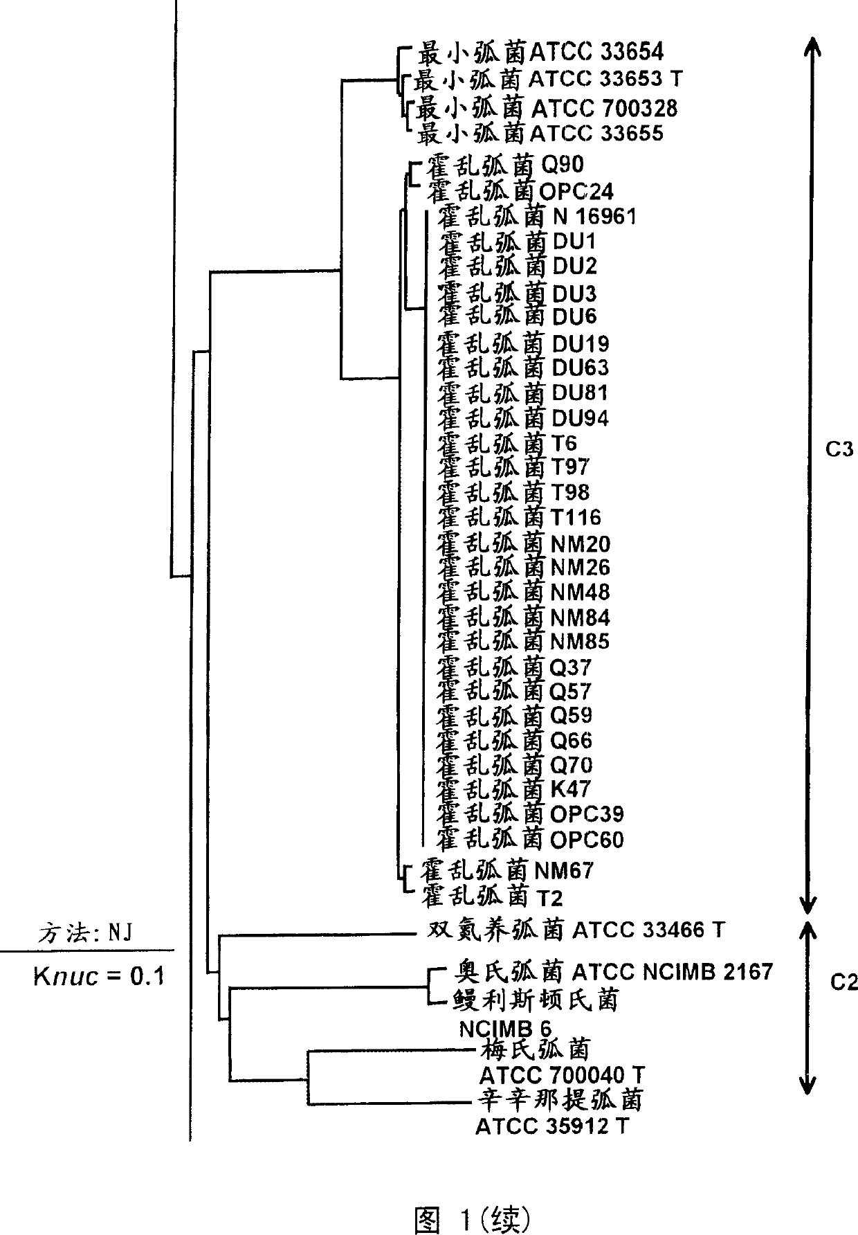 Primer and probe for detecting vibrio vulnificus and detection method using the same
