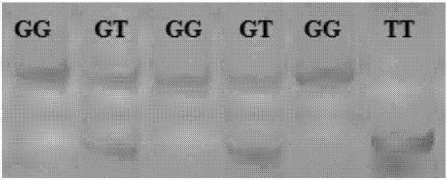 SNP molecular marker related to reproductive characters of Chinese Holstein cow and applications of SNP molecular marker