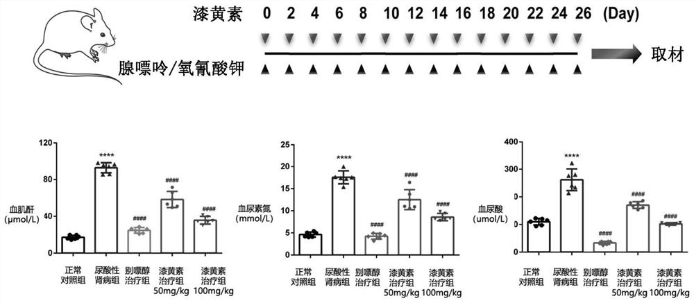 Application of fisetin in preparation of medicine for preventing and treating uric acid nephropathy