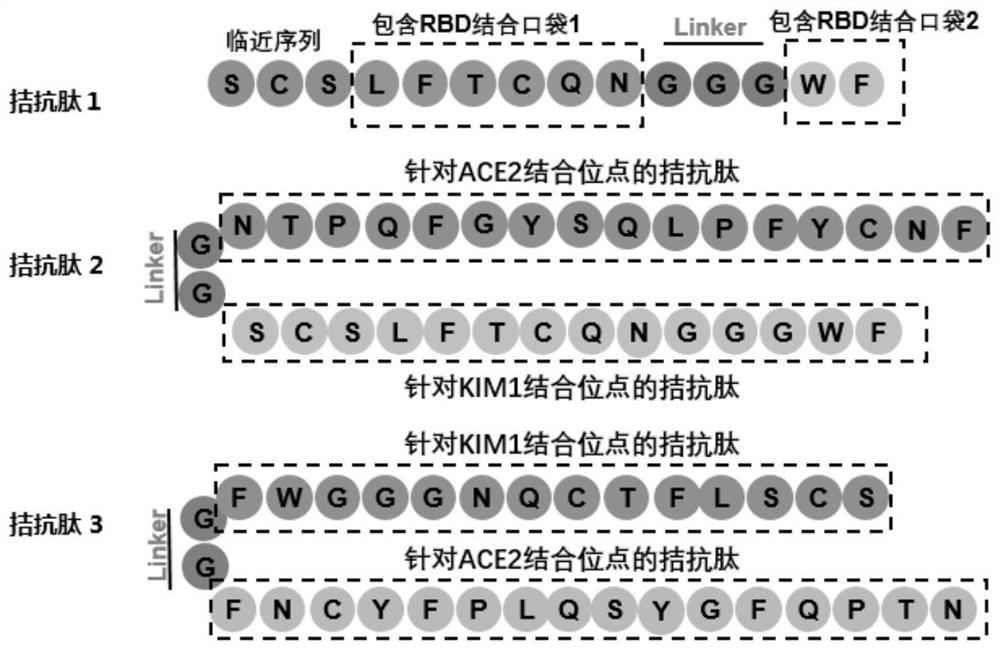 Antagonistic polypeptide and its application in the preparation of anti-new coronavirus drugs