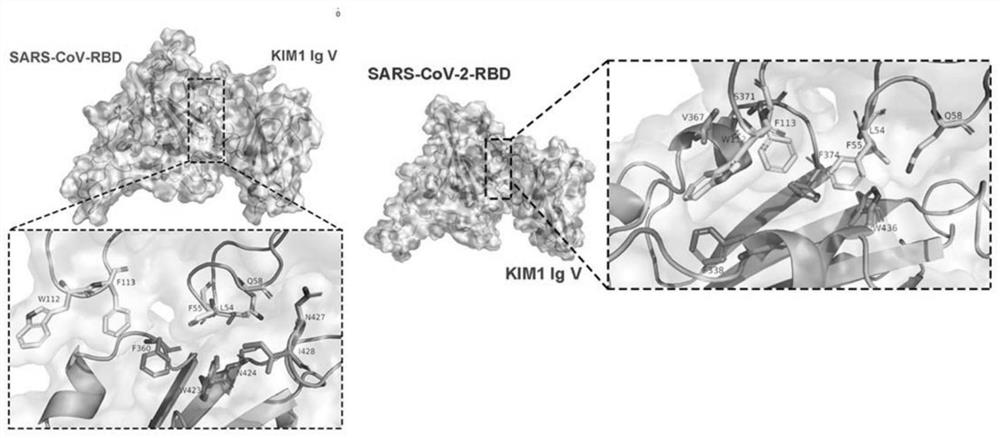 Antagonistic polypeptide and its application in the preparation of anti-new coronavirus drugs
