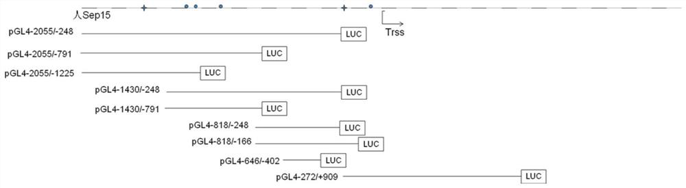 Application of heat shock transcription factor 1 in regulating the expression of 15kda selenoprotein