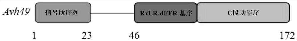 Phytophthora camphora effector protein avh49 and its application