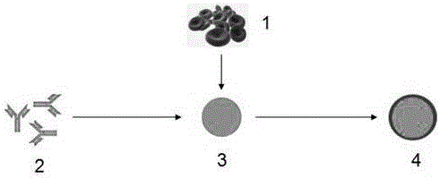 Antibody nanoparticles coated by red cell membranes for antibody drug delivery and preparation method
