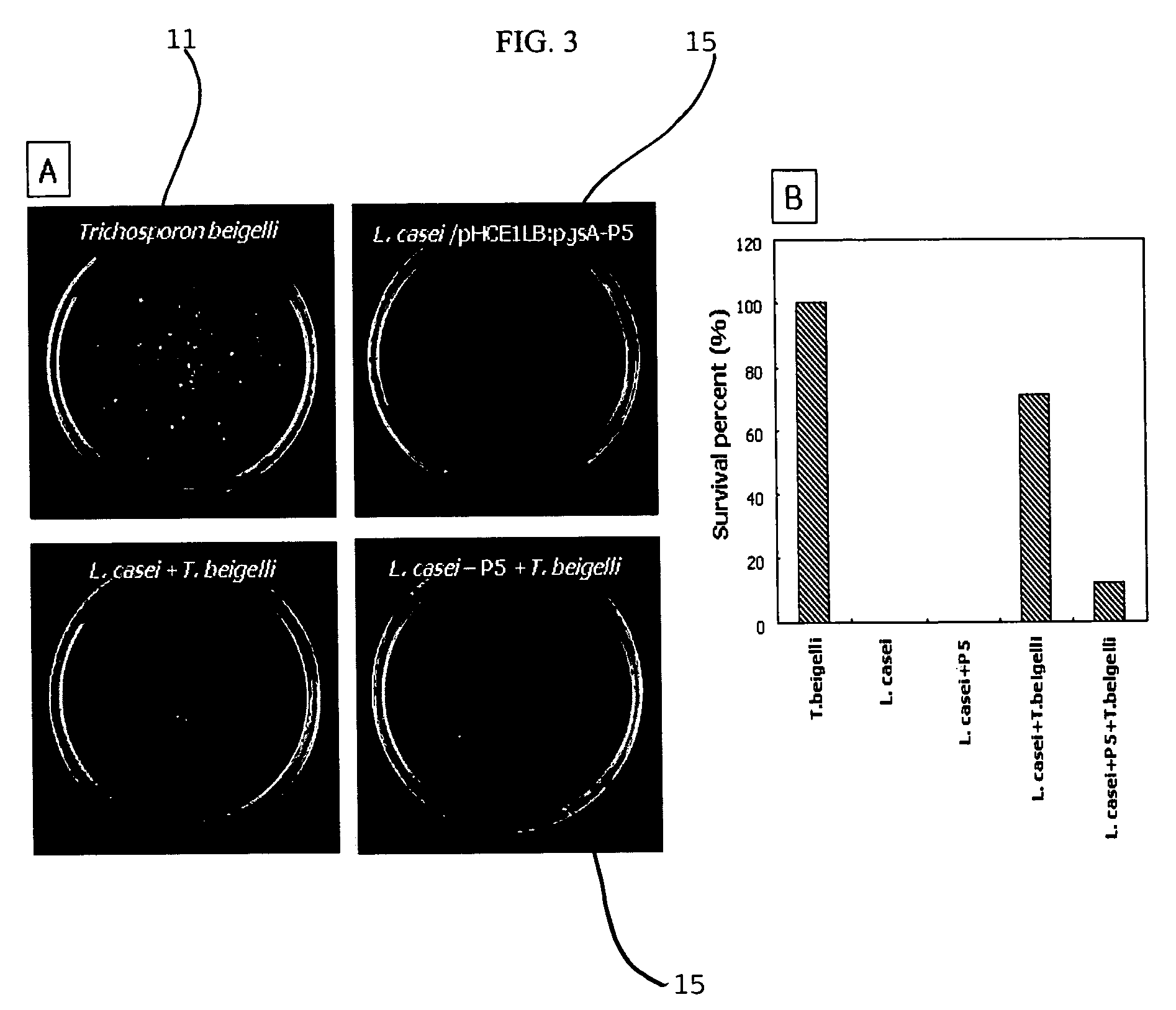 Surface expression method of peptides P5 and Anal3 using the gene encoding poly-gamma-glutamate synthetase