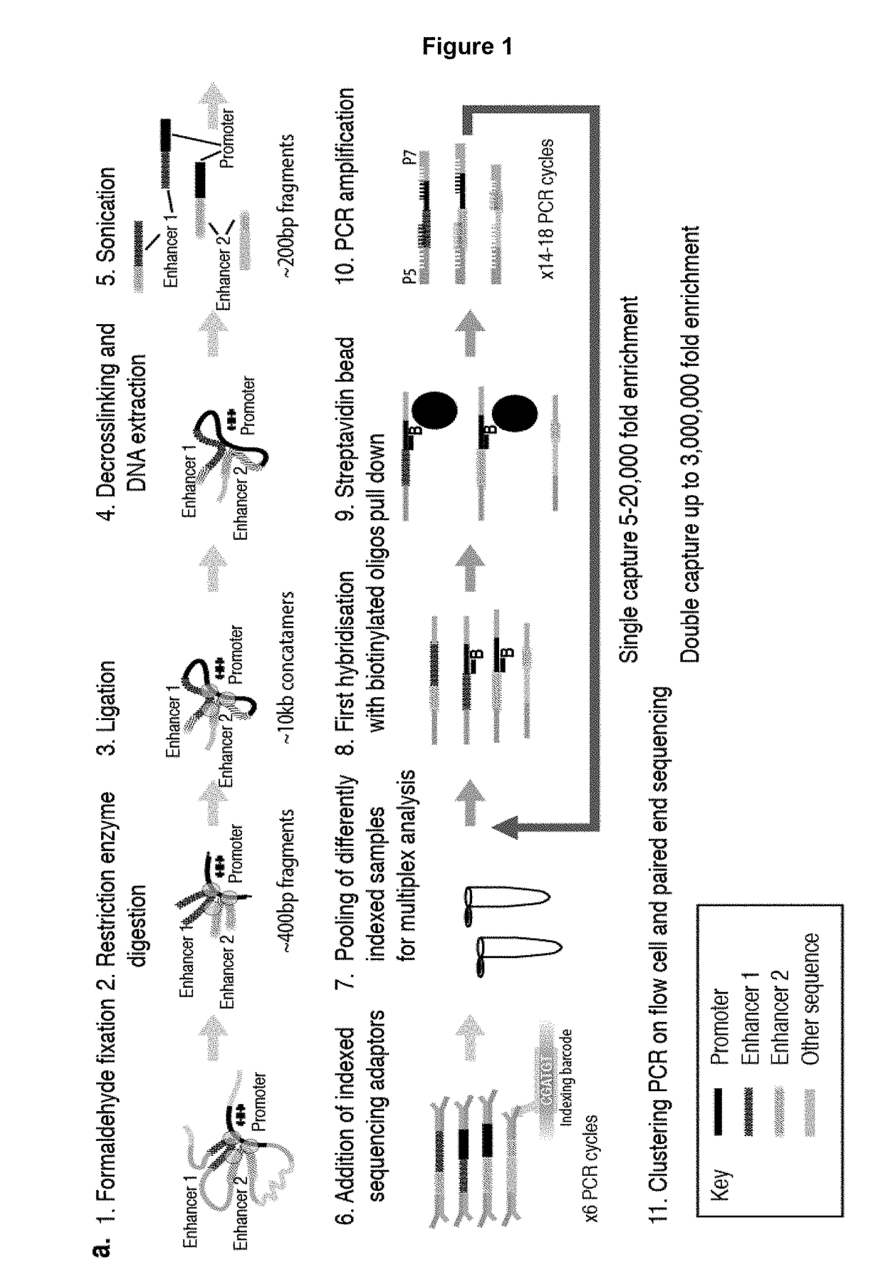 Method of analysing DNA sequences