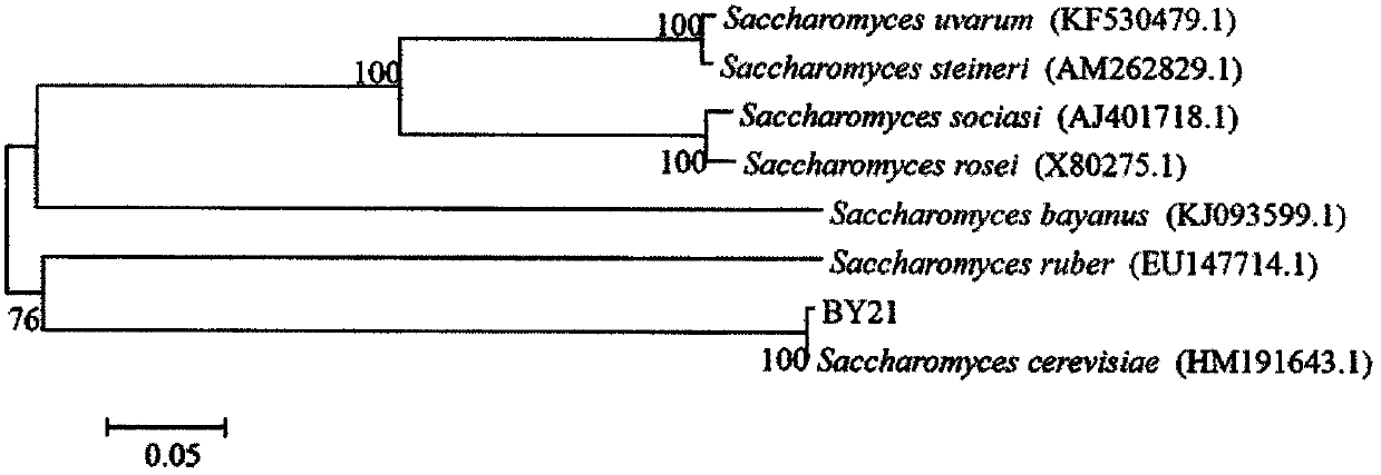 Saccharomyces cerevisiae BY21 for preventing and controlling postharvest diseases of fruits and vegetables, and preparation method and using method of saccharomyces cerevisiae BY21