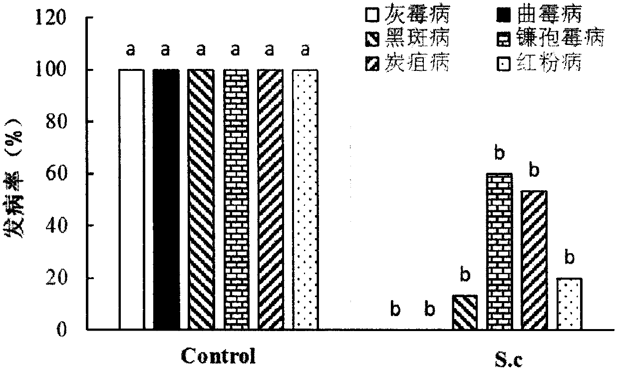 Saccharomyces cerevisiae BY21 for preventing and controlling postharvest diseases of fruits and vegetables, and preparation method and using method of saccharomyces cerevisiae BY21