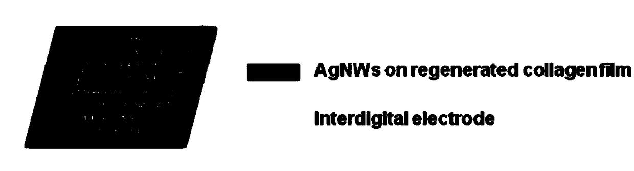 Preparation method of flexible pressure sensor based on regenerated collagen film