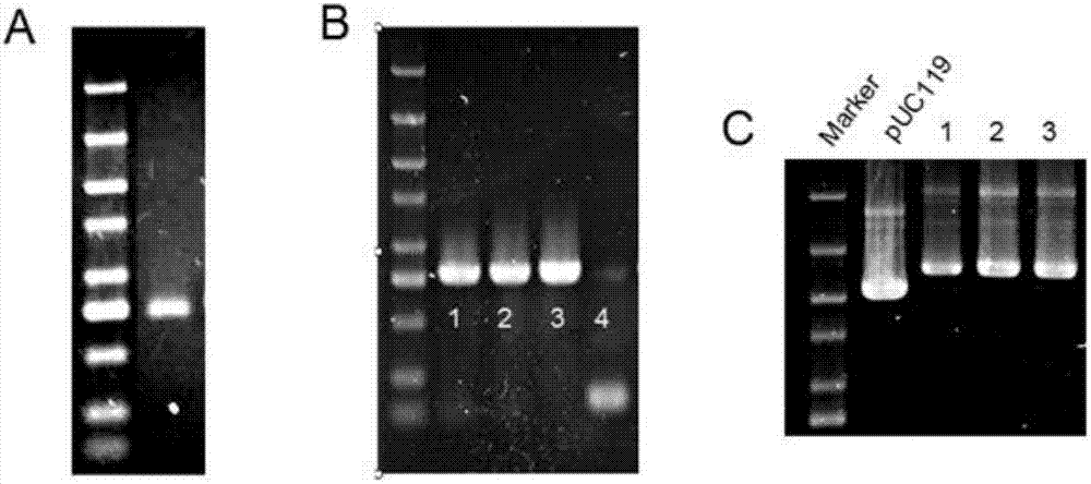 RNA probe for specific detection of cucumber green mottle mosaic virus and preparation method of RNA probe