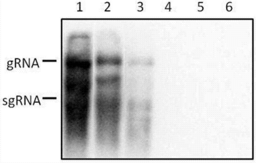 RNA probe for specific detection of cucumber green mottle mosaic virus and preparation method of RNA probe