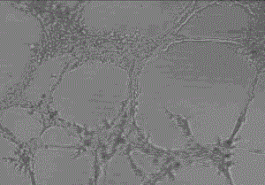 A kind of tumor angiogenesis inhibitor hexanolone and its preparation method and application