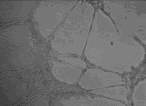 A kind of tumor angiogenesis inhibitor hexanolone and its preparation method and application