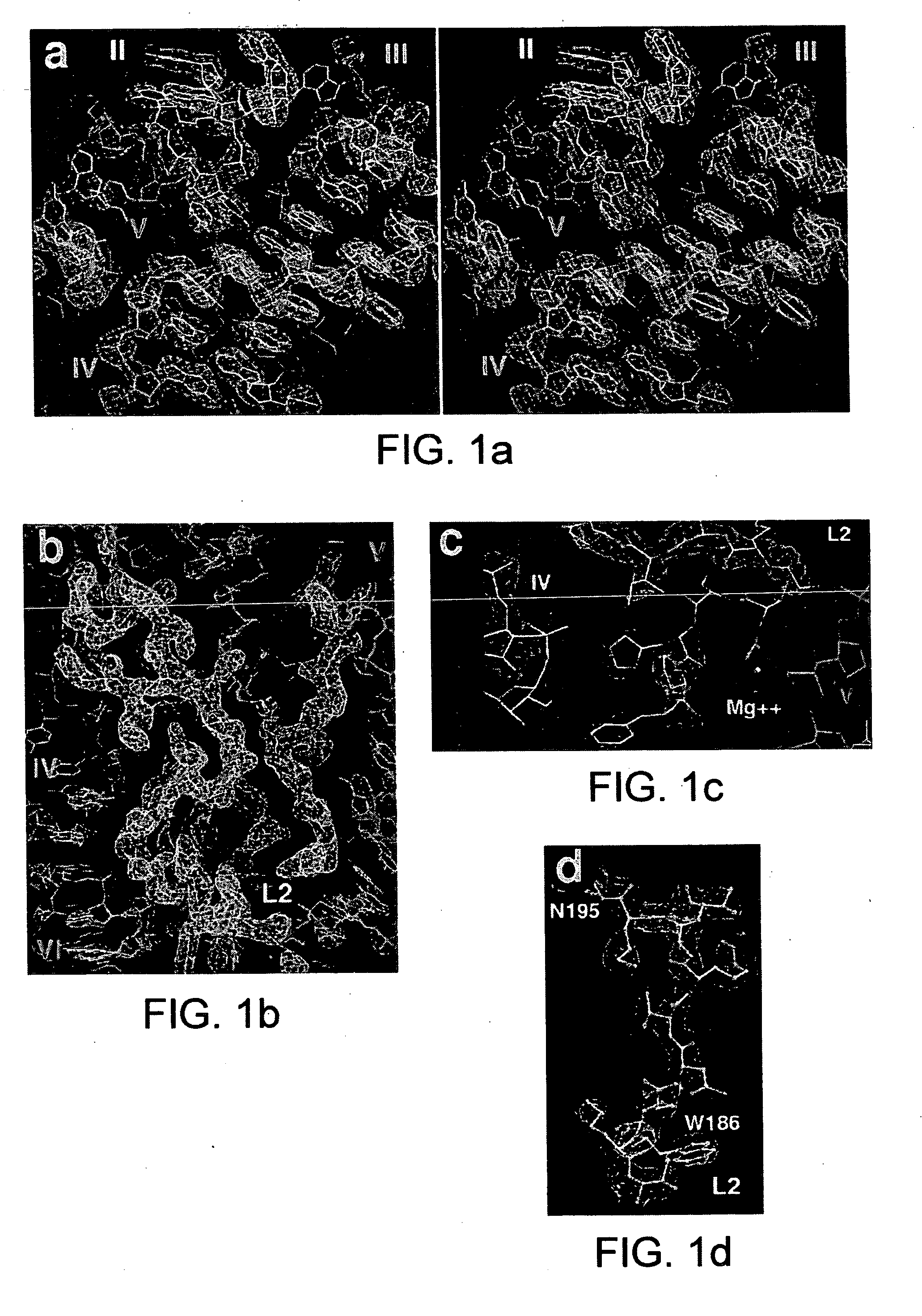 Ribosome structure and protein synthesis inhibitors