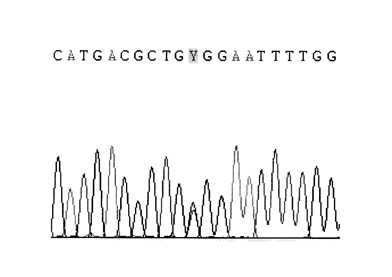CYP2C9 gene segment comprising 394C&gt;T, coded protein segment and application thereof