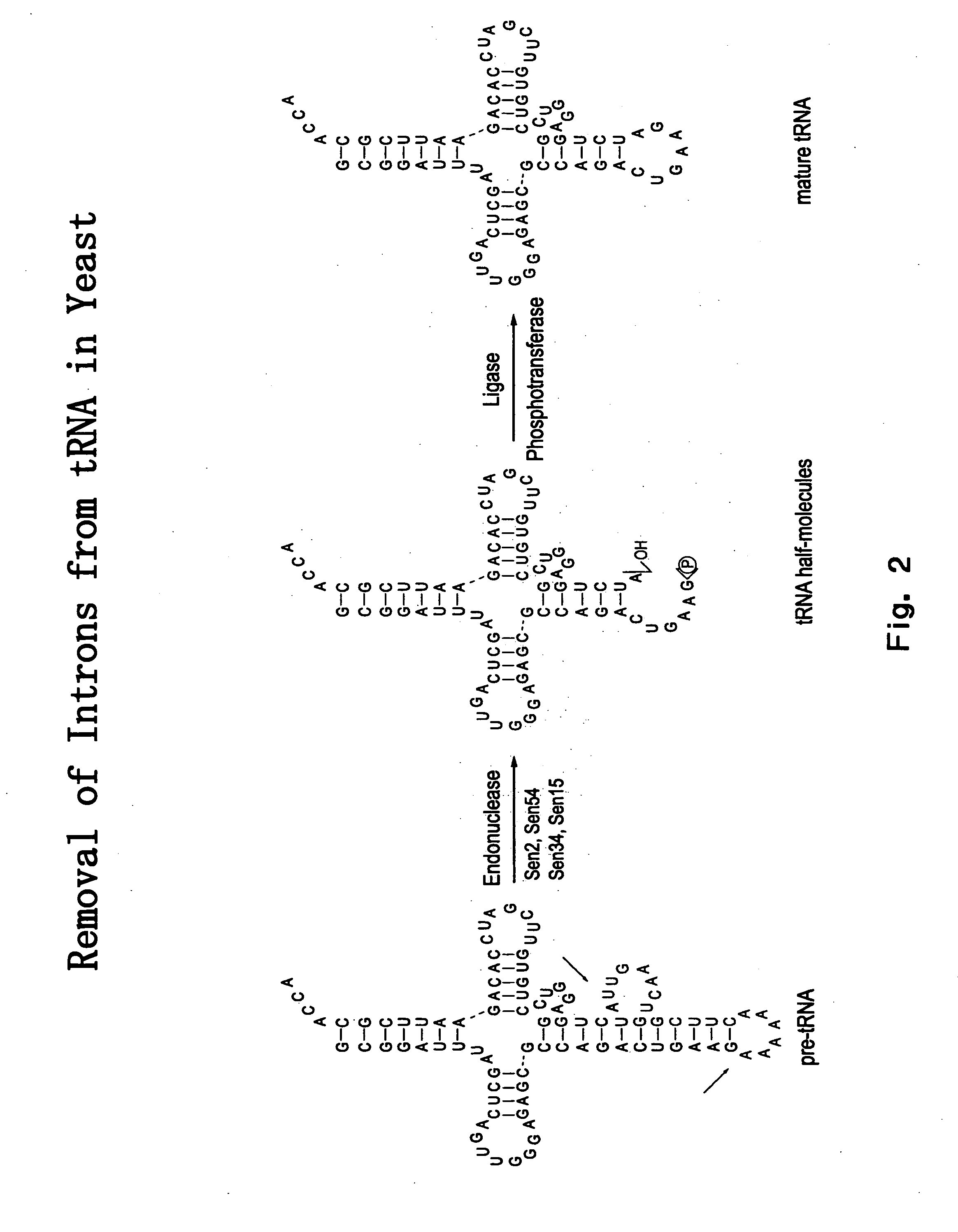 RNA processing protein complexes and uses thereof