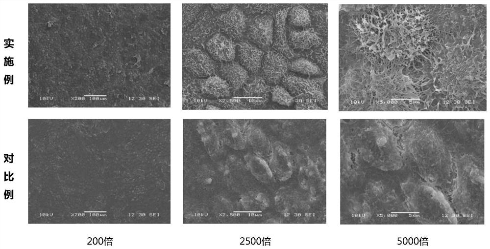 A kind of rpe cell sheet and its application and preparation method