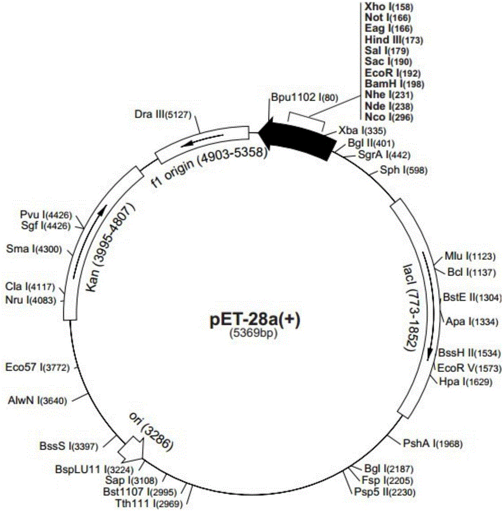 Scatophagus argus luteinizing hormone (LH) gene, scatophagus argus LH recombinant protein and application