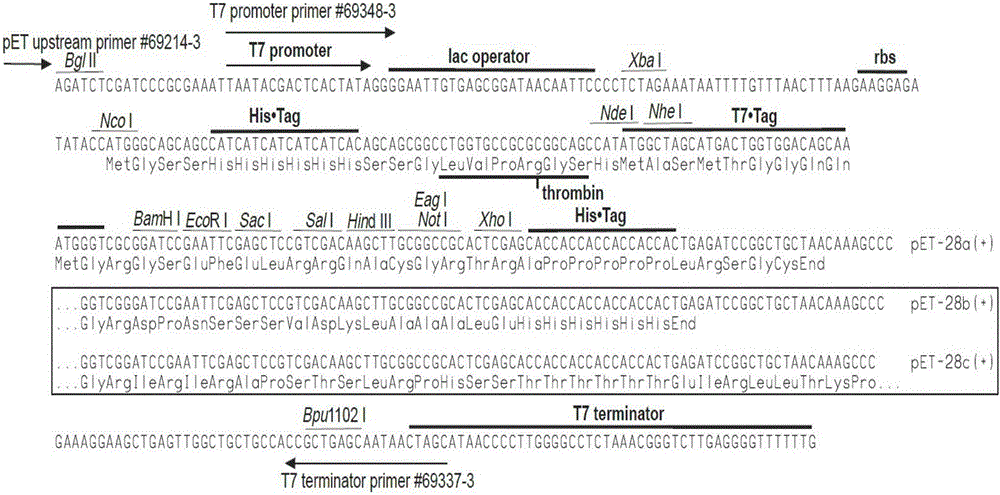 Scatophagus argus luteinizing hormone (LH) gene, scatophagus argus LH recombinant protein and application