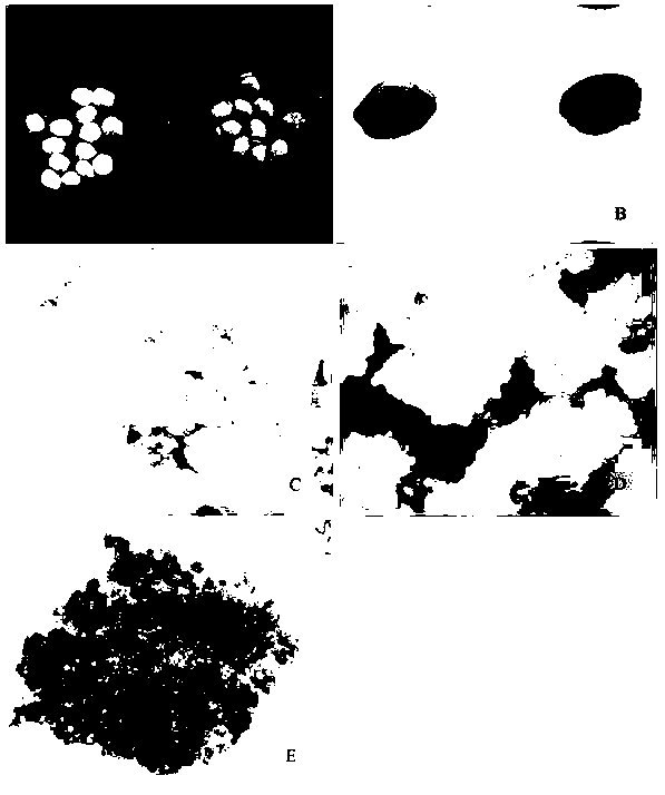 Method for inducing haploid endosperm callus tissues by using ripe endosperms of taxales chinensis var.mairei