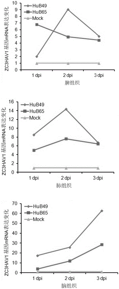 ZC3HAV1 gene and application thereof