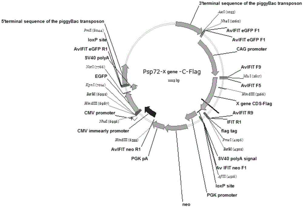 ZC3HAV1 gene and application thereof