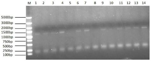 Chlamydomonas reinhardtii instability domain gene, protein expression regulation method based on instability domain and application of chlamydomonas reinhardtii instability domain gene