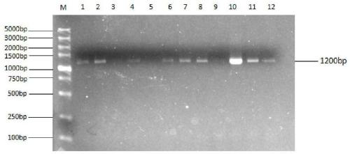 Chlamydomonas reinhardtii instability domain gene, protein expression regulation method based on instability domain and application of chlamydomonas reinhardtii instability domain gene