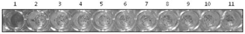 Chlamydomonas reinhardtii instability domain gene, protein expression regulation method based on instability domain and application of chlamydomonas reinhardtii instability domain gene