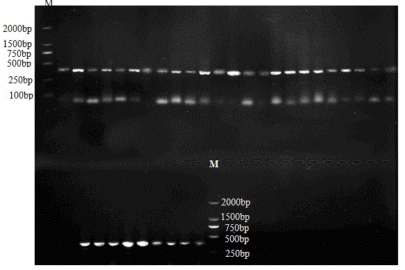 SNP marking detection associated with growth trait of haliotis diversicolor and its application