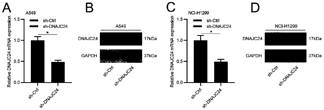 Application of human DNAJC24 gene and related products