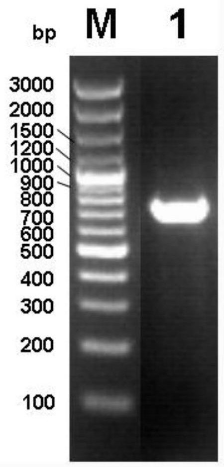 Saccharomyces cerevisiae LJ-2 and application thereof