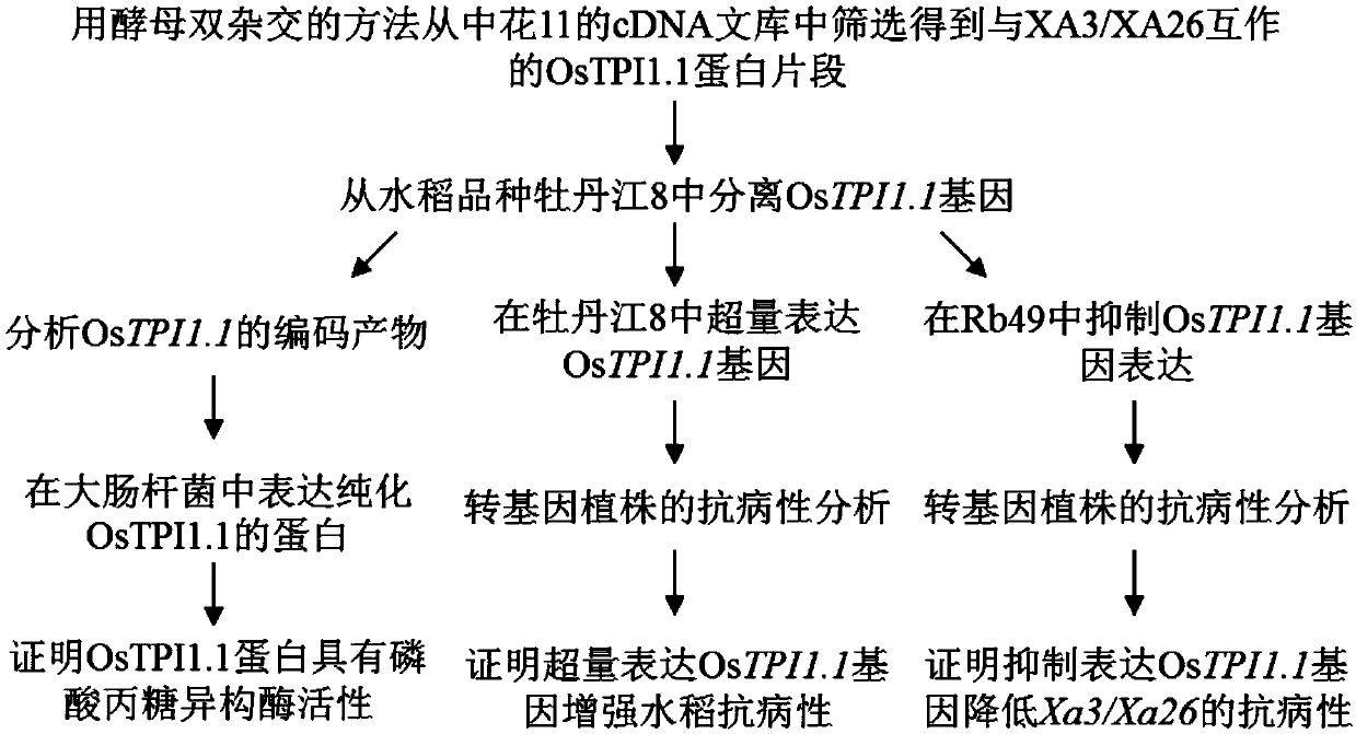 Application of rice gene OsTPI1-1 to rice disease resistance improvement