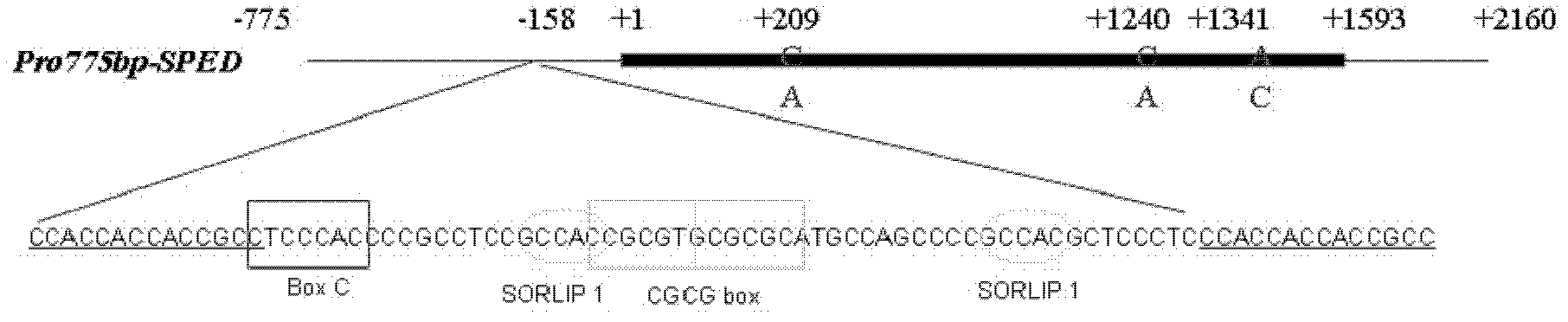 Protein relevant to plant spike shape and encoding gene and appliance thereof