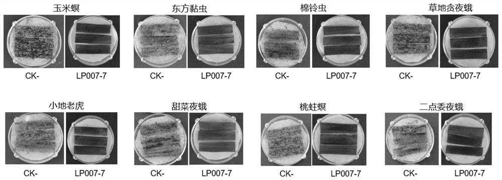 Transgenic maize event LP007-7 and detection method thereof