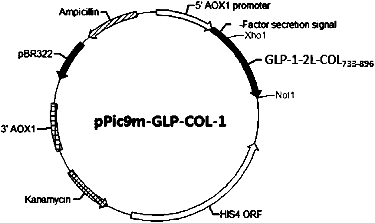 GLP-1 analogue-COL3A1 fusion protein