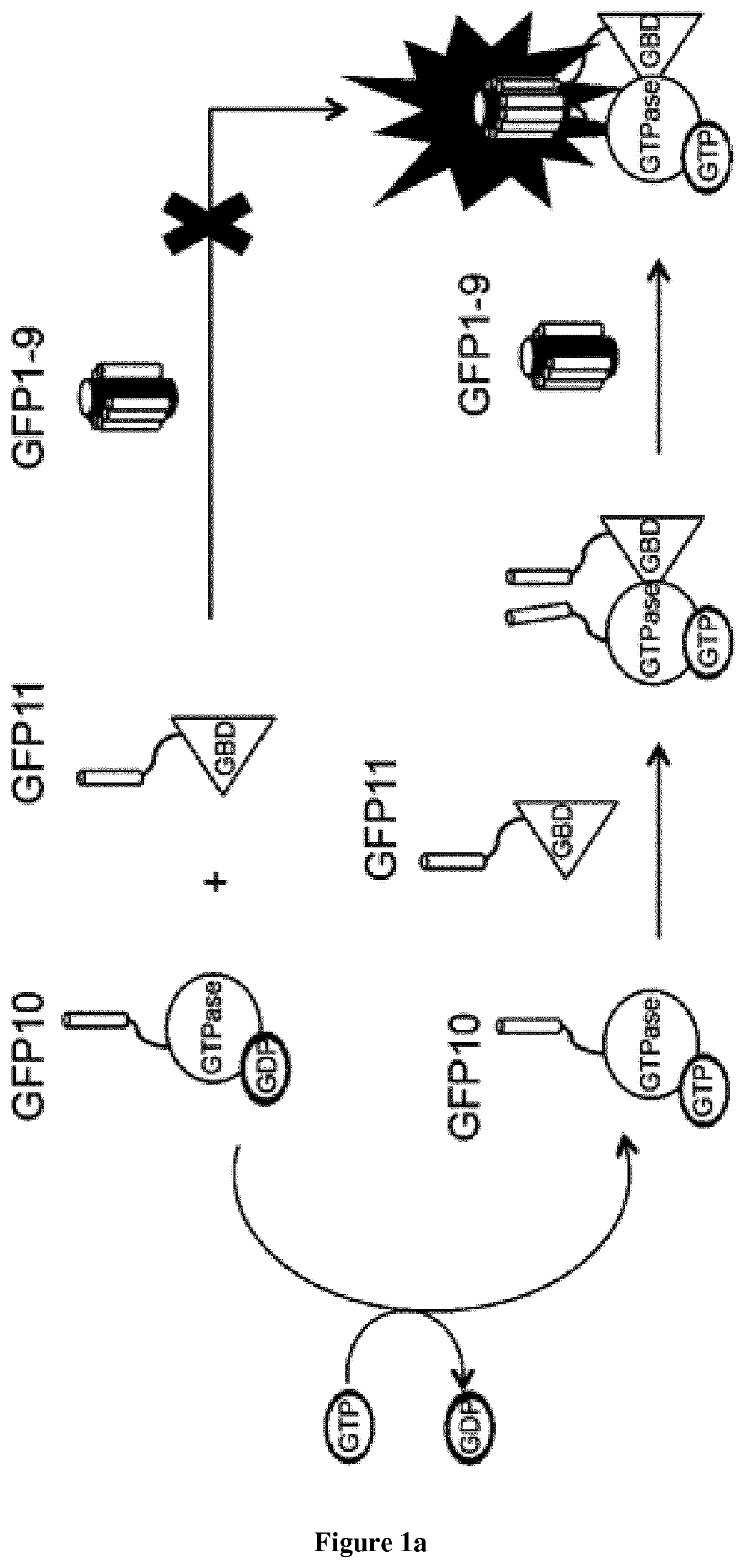 Methods for detecting protein-protein interactions