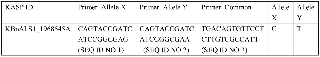 Marker primer and detection kit for detecting SNP mutation of rape ALS gene and application thereof