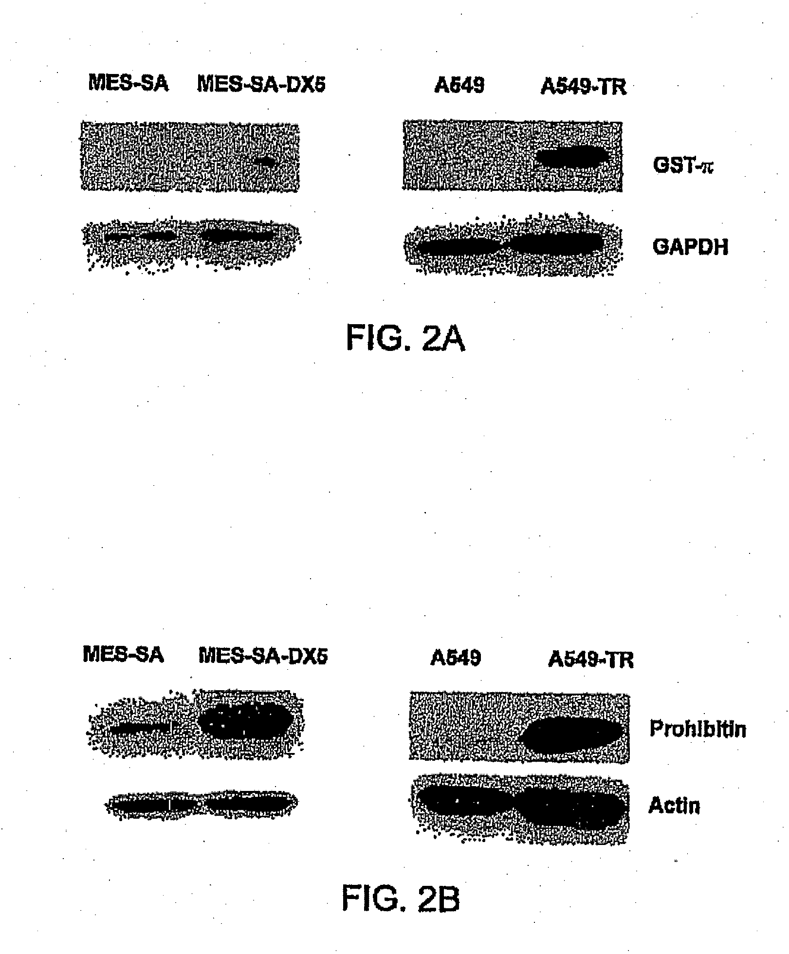 Methods to predict and prevent resistance to taxoid compounds