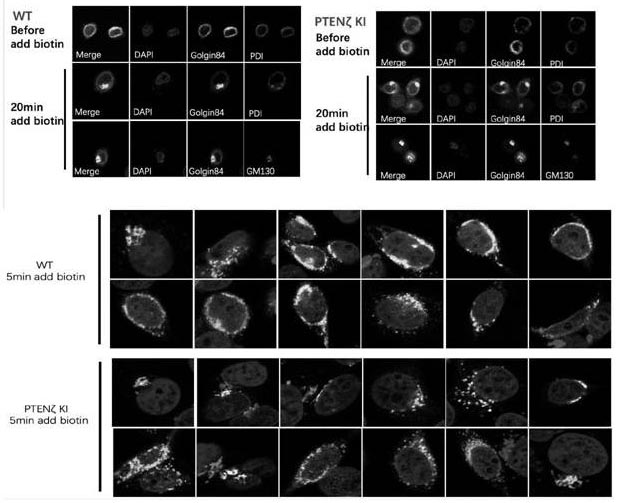 A kind of n-terminal extended type pten subtype ptenζ protein and its coding gene and application