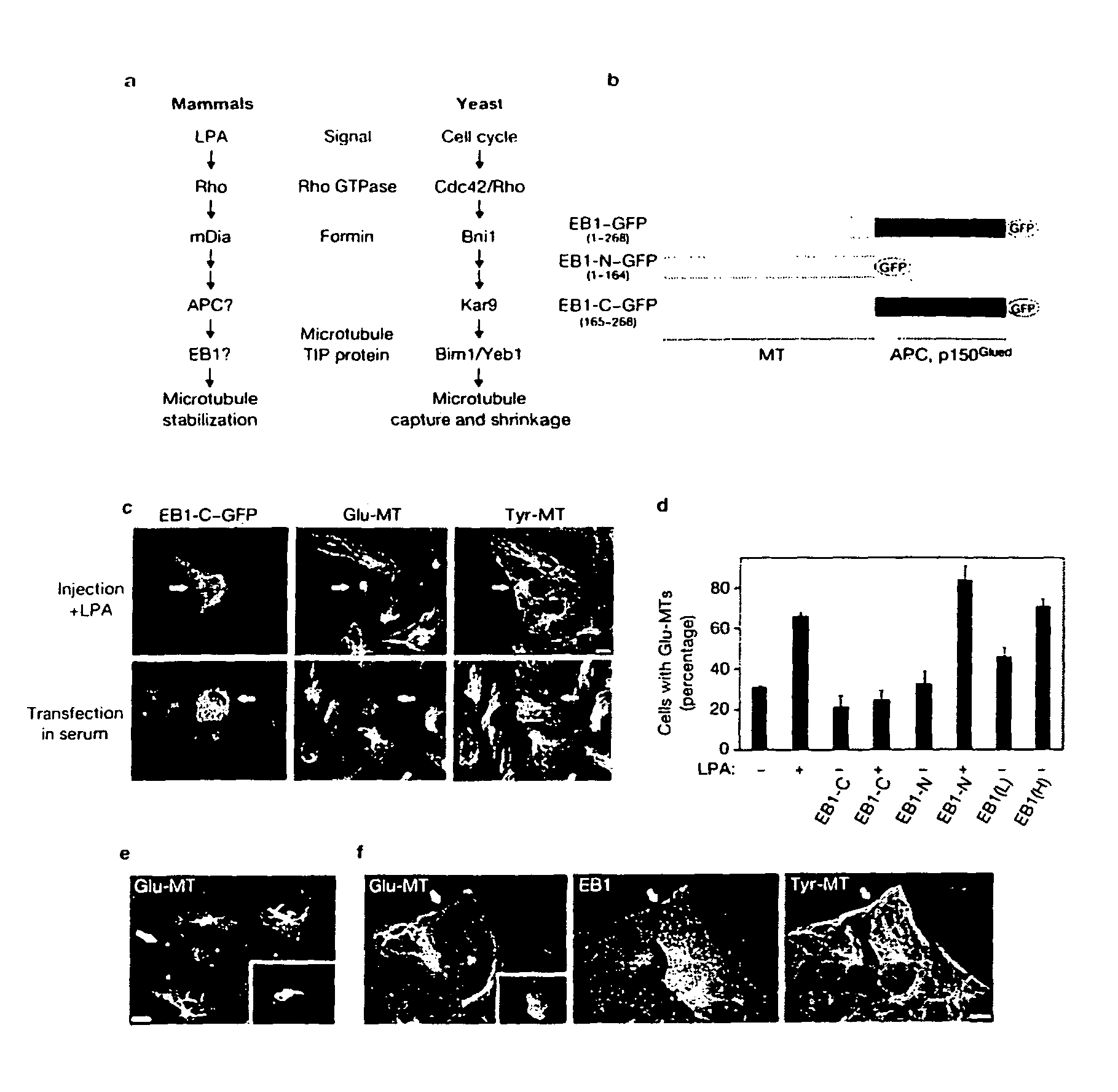 Compositions and methods for inhibiting EB-1-mediated microtubule stability