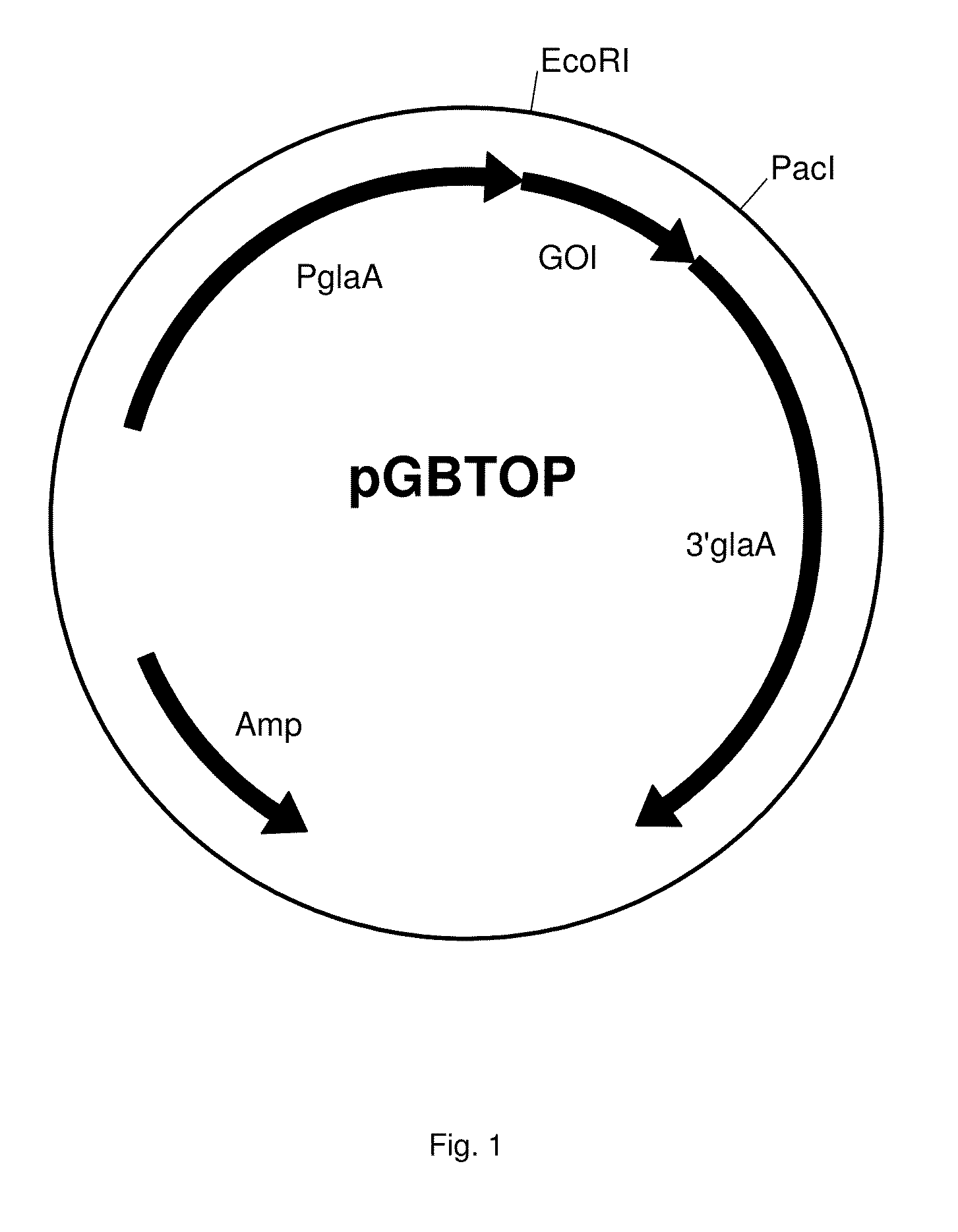 Carbohydrate degrading polypeptide and uses thereof