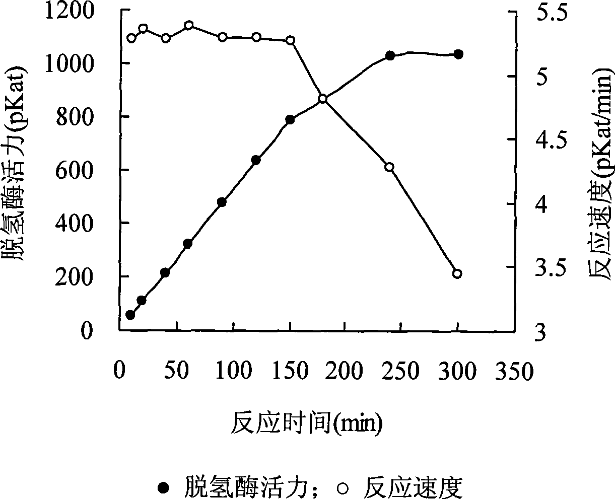 High-activity Chinese Caterpillar Fungus bacteria and oil suspension